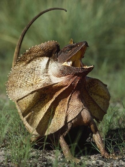Photo:  Australian frilled lizard 02